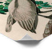 Bruine Pelican Birds of America Audubon Print (Hoek)