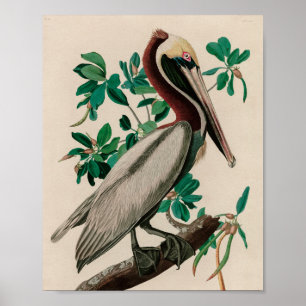 Bruine Pelican Birds of America Audubon Print