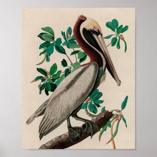 Bruine Pelican Birds of America Audubon Print (Voorkant)