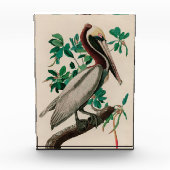 Bruine Pelican Birds of America Audubon Print Fotoblokken (Voorkant)