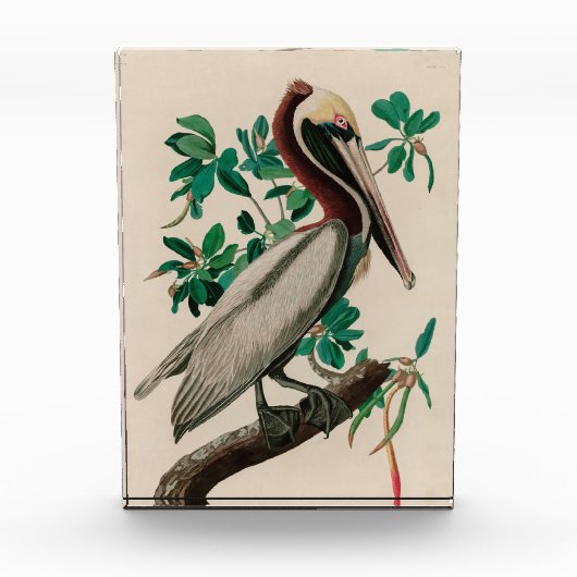 Bruine Pelican Birds of America Audubon Print Fotoblokken (Voorkant)