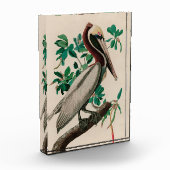 Bruine Pelican Birds of America Audubon Print Fotoblokken (Links)