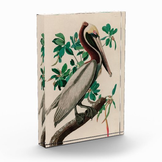 Bruine Pelican Birds of America Audubon Print Fotoblokken (Links)