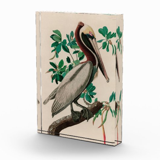 Bruine Pelican Birds of America Audubon Print Fotoblokken (Rechts)