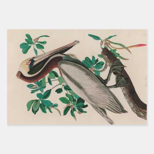 Bruine Pelican Birds of America Audubon Print Inpakpapier Vel (Voorkant 3)
