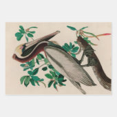 Bruine Pelican Birds of America Audubon Print Inpakpapier Vel (Voorkant)