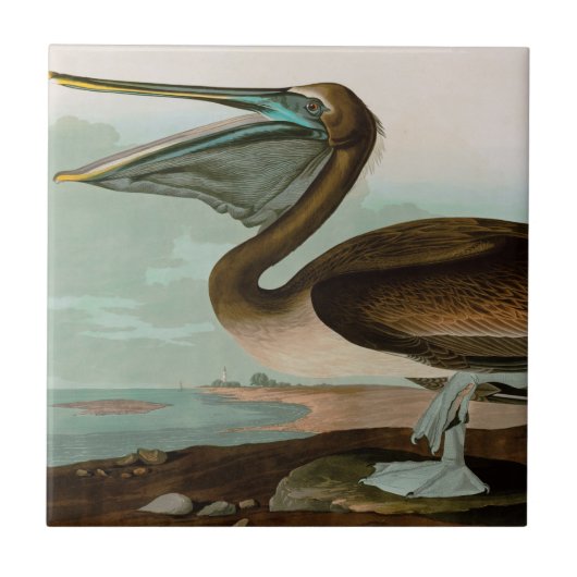 Bruine Pelican Birds of America Audubon Print Tegeltje (Voorkant)