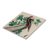 Bruine Pelican Birds of America Audubon Print Tegeltje (Zijkant)