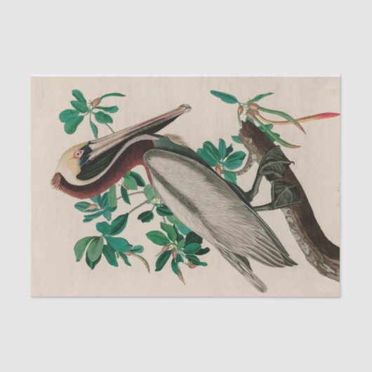 Bruine Pelican Birds of America Audubon Print Tissuepapier (Voorkant)
