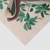 Bruine Pelican Birds of America Audubon Print Tissuepapier (Detail)