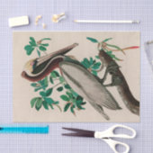 Bruine Pelican Birds of America Audubon Print Tissuepapier (Craft)