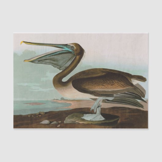 Bruine Pelican Birds of America Audubon Print Tissuepapier (Voorkant)
