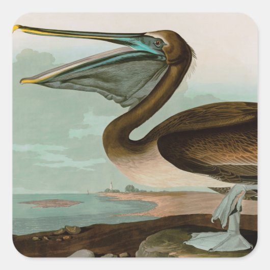 Bruine Pelican Birds of America Audubon Print Vierkante Sticker (Voorkant)