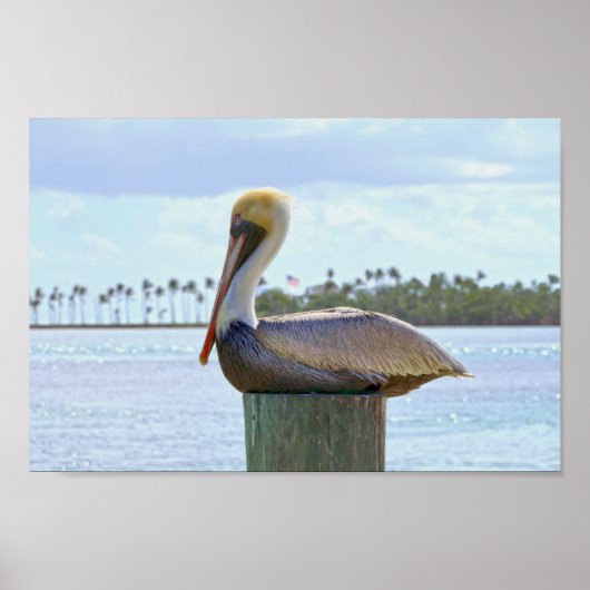 Bruine Pelican en palmbomen Poster (Voorkant)