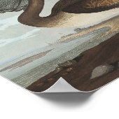 Bruine Pelican van Amerikaanse vogels Poster (Hoek)