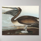 Bruine Pelican van Amerikaanse vogels Poster (Voorkant)