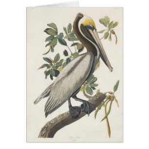 Bruine Pelican van Audubon