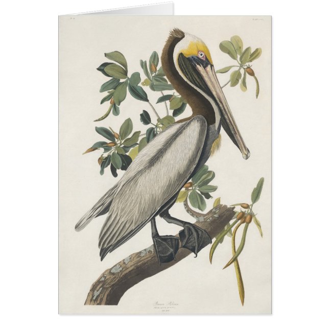 Bruine Pelican van Audubon (Voorkant)