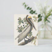 Bruine Pelican van Audubon Briefkaart (Staand voorkant)