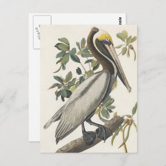 Bruine Pelican van Audubon Briefkaart (Voorkant / Achterkant)