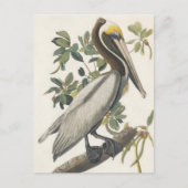 Bruine Pelican van Audubon Briefkaart (Voorkant)