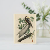 Bruine Pelican van de Amerikaanse vogels van Audub Briefkaart (Staand voorkant)
