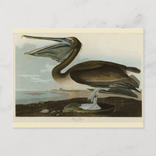 Bruine Pelican van de Amerikaanse vogels van Audub Briefkaart