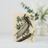 Bruine Pelican van de Amerikaanse vogels van Audub Briefkaart (Staand voorkant)