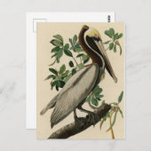 Bruine Pelican van de Amerikaanse vogels van Audub Briefkaart (Voorkant / Achterkant)