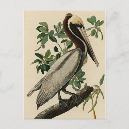 Bruine Pelican van de Amerikaanse vogels van Audub Briefkaart (Voorkant)