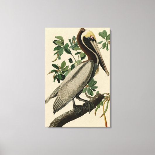 Bruine Pelican van de Amerikaanse vogels van Audub Canvas Afdruk (Voorkant)
