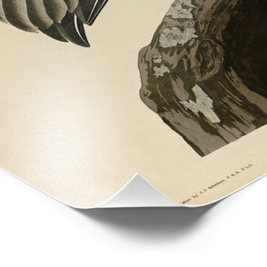 Bruine Pelican van de Amerikaanse vogels van Audub Foto Afdruk (Hoek)