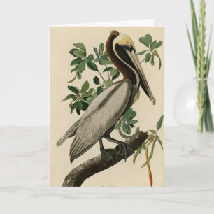 Bruine Pelican van de Amerikaanse vogels van Audub Kaart