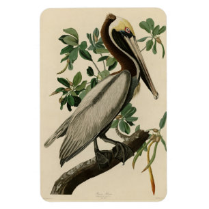 Bruine Pelican van de Amerikaanse vogels van Audub Magneet