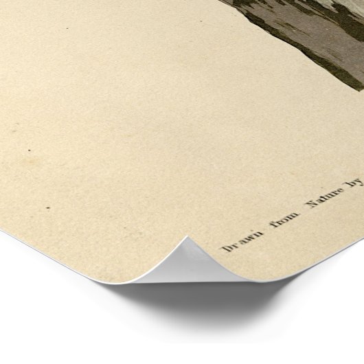 Bruine Pelican van de Amerikaanse vogels van Audub Poster (Hoek)