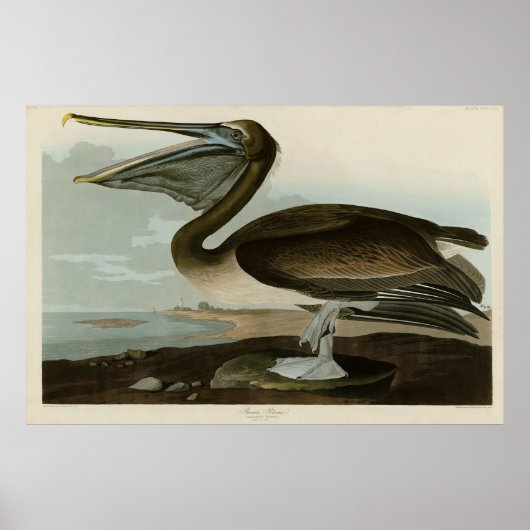Bruine Pelican van de Amerikaanse vogels van Audub Poster (Voorkant)