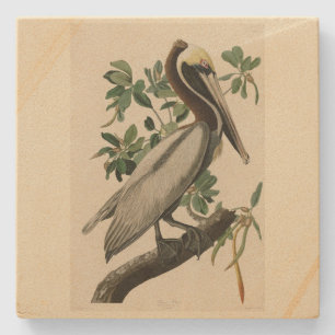 Bruine Pelican van de Amerikaanse vogels van Audub Stenen Onderzetter