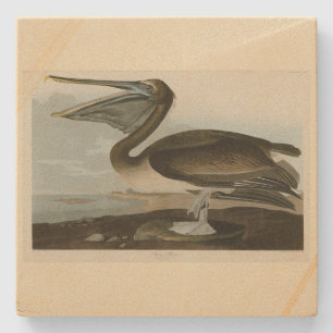 Bruine Pelican van de Amerikaanse vogels van Audub Stenen Onderzetter