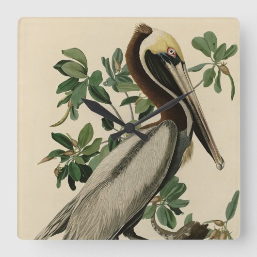 Bruine Pelican van de Amerikaanse vogels van Audub Vierkante Klok (Voorkant)