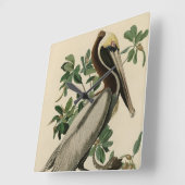 Bruine Pelican van de Amerikaanse vogels van Audub Vierkante Klok (Hoek)