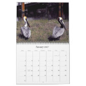 Bruine Pelicans Kalender (Jan 2027)