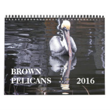 Bruine Pelicans
