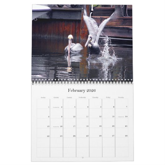 Bruine Pelicans Kalender (Feb 2026)