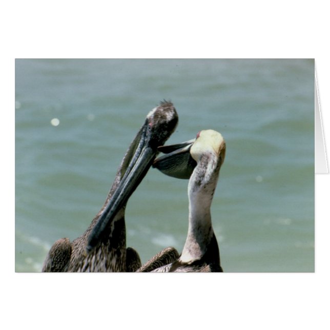 Bruine Pelicans Preening (Voorkant Horizontaal)