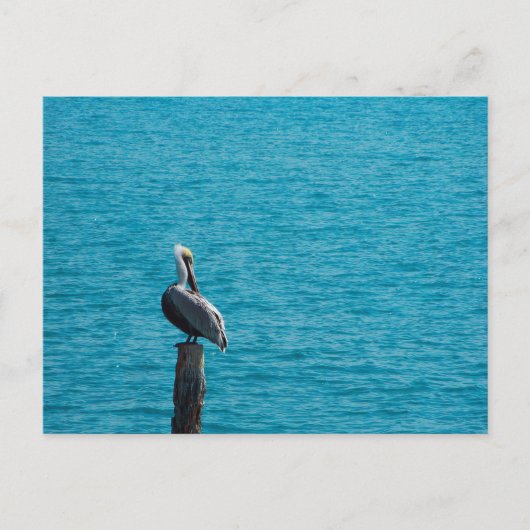 Bruine pelikaan briefkaart (Voorkant)