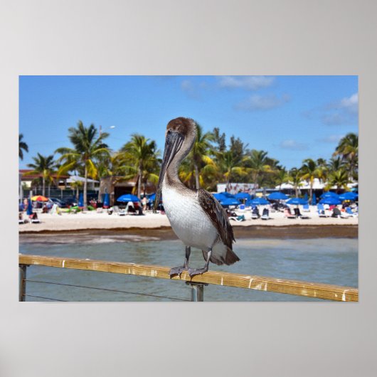 Bruine Pelikaan, Higgs Beach, Key West, Florida Poster (Voorkant)