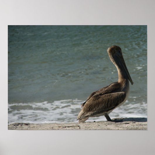 Bruine Pelikaan op het Strand Foto Poster (Voorkant)
