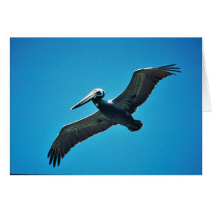 Bruine pelikaan tijdens de vlucht