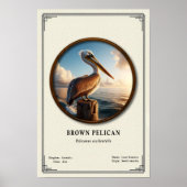 Bruine Pelikaan Zoologie Serie Poster (Voorkant)