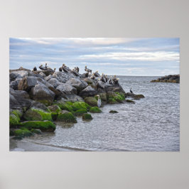 "Bruine pelikanen bij Pelican Point, Dauphin Point Poster